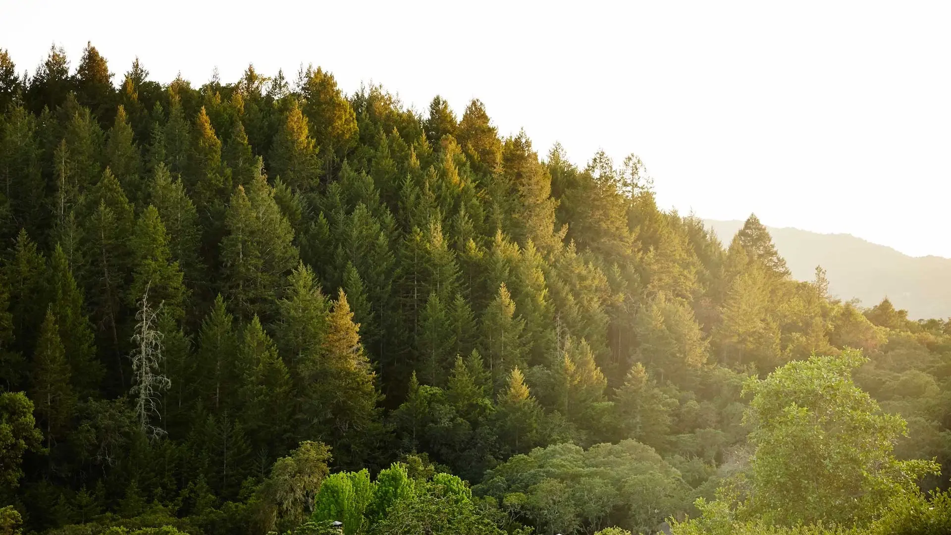 Hotel review Sustainability' - Auberge du Soleil, An Auberge Resort - 0