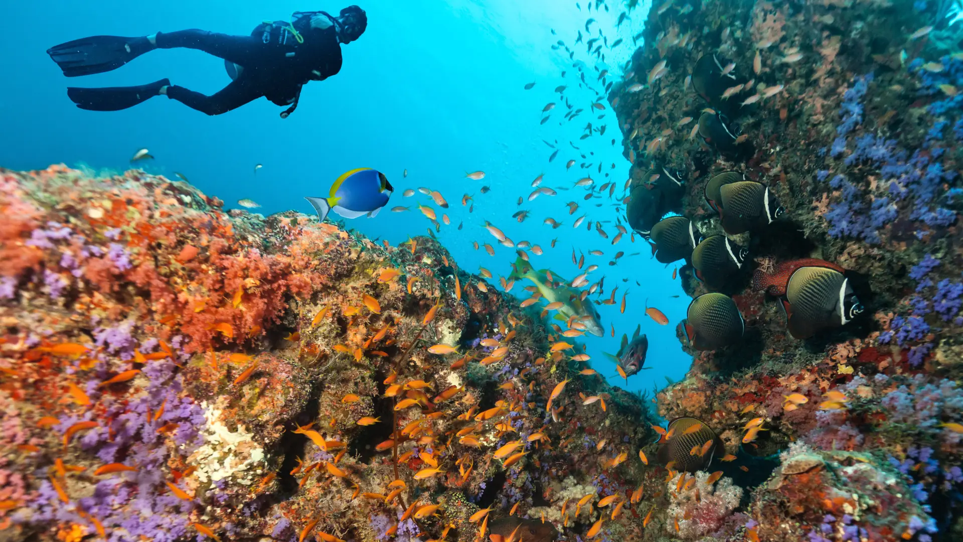 Lifestyle Toplists - The Best Coral Dive Sites in Maldives