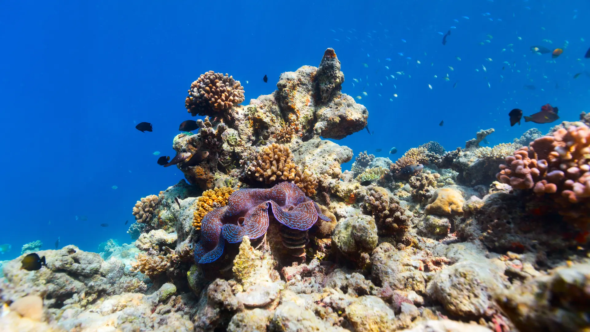 Lifestyle Toplists - The Best Coral Dive Sites in Maldives