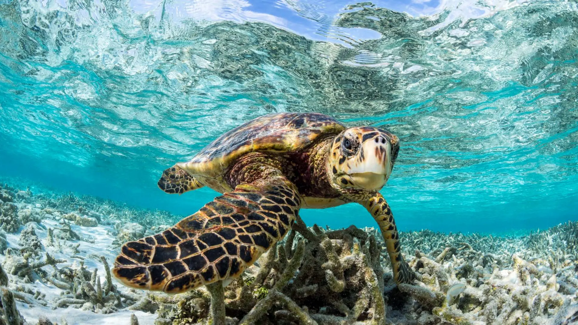 10-Vaagalibodhu_Thila_South_Mal__Atoll-Sea-TurtleWS.jpg