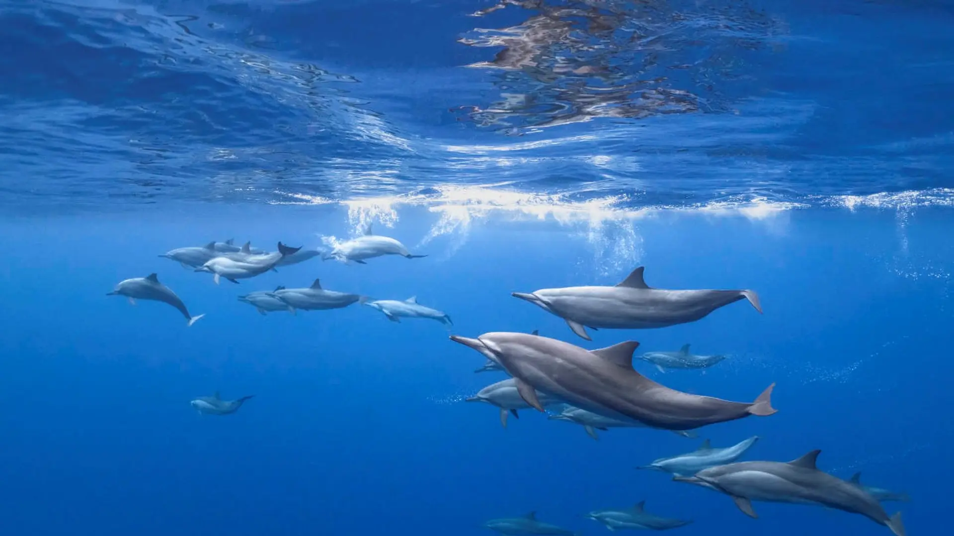 8-Fottheyo_Kandu_Vaavu_Atoll-Dolphins-WS.jpg