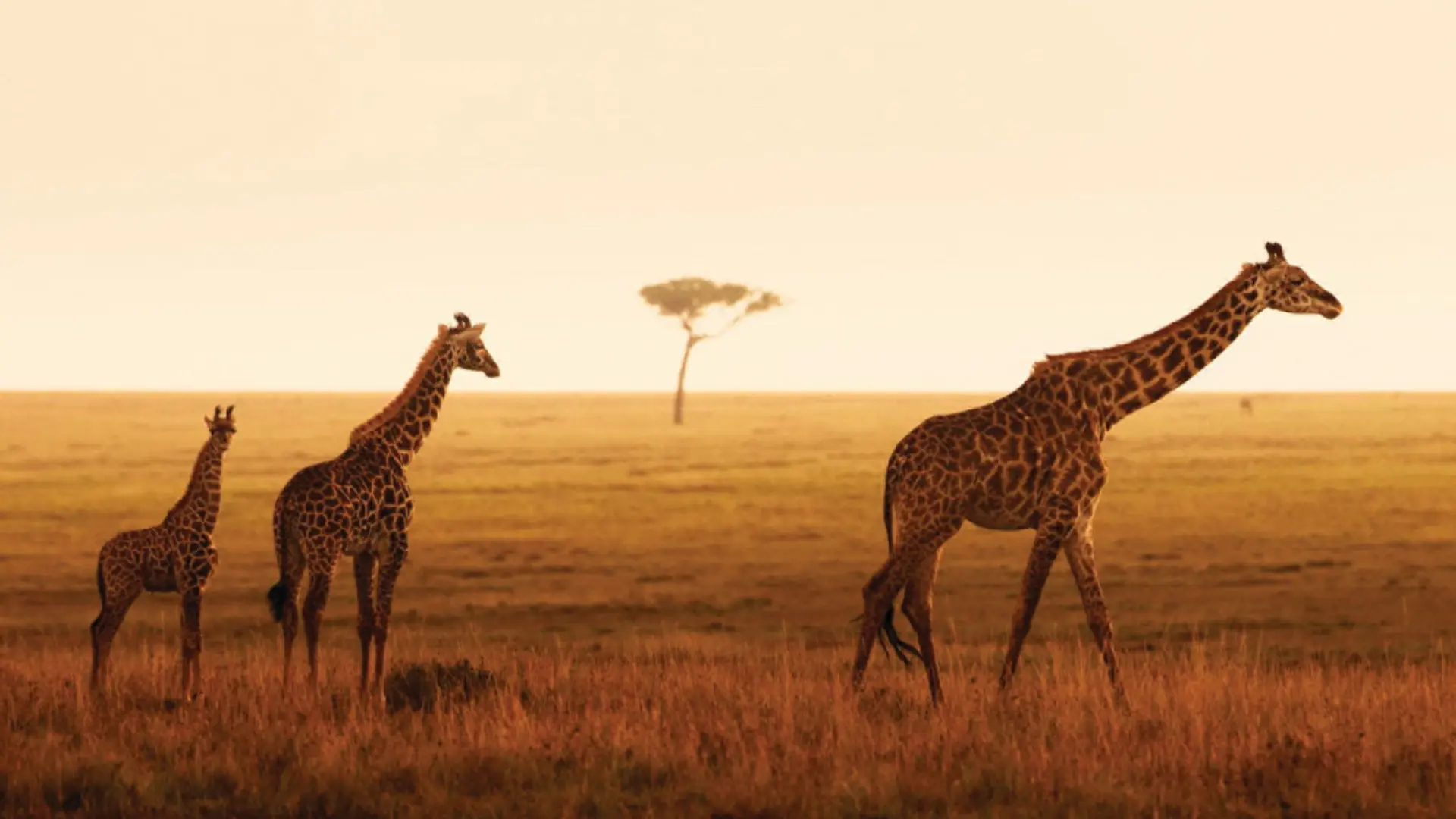 Hotel review Service & Facilities' - Four Seasons Safari Lodge Serengeti - 3