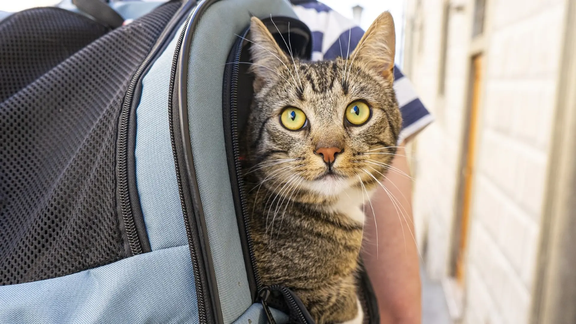 A guy walking with a cat in his backpack