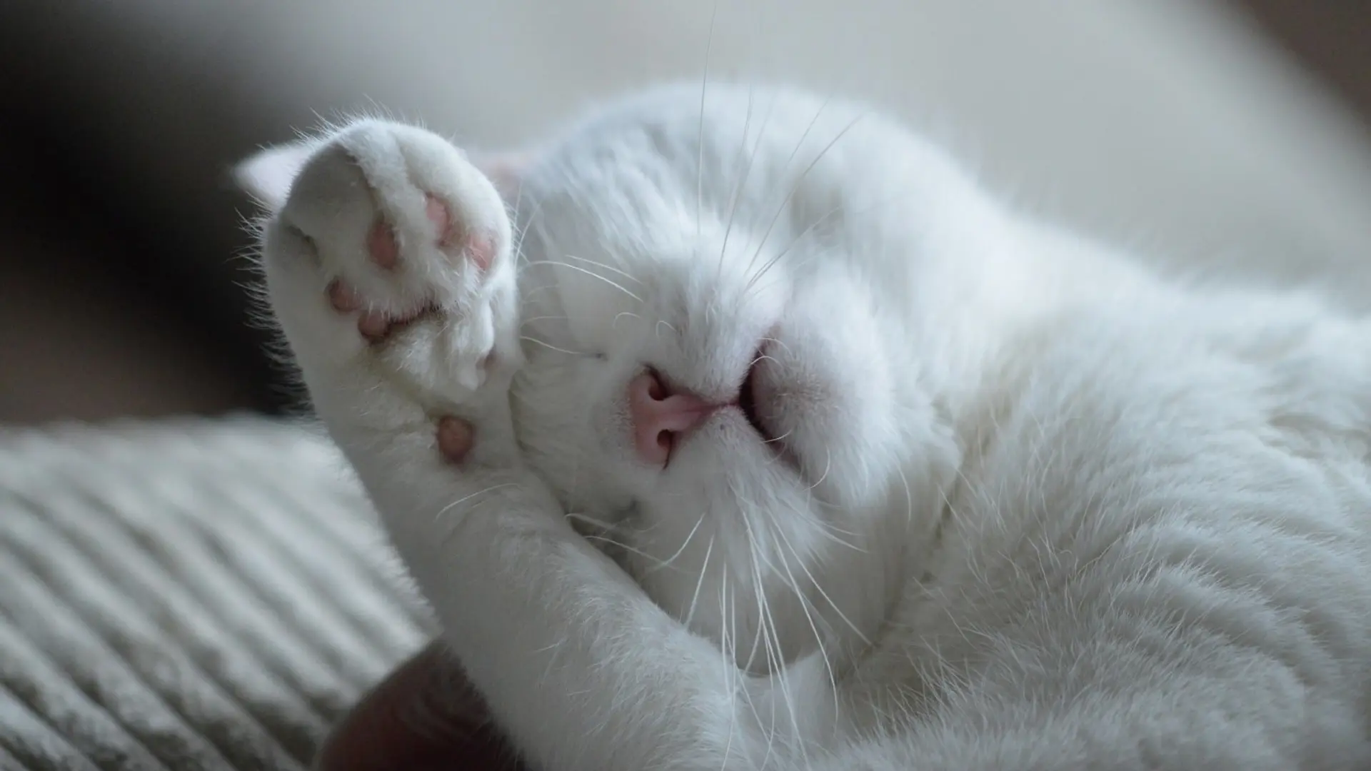 Snow White cat taking a nap