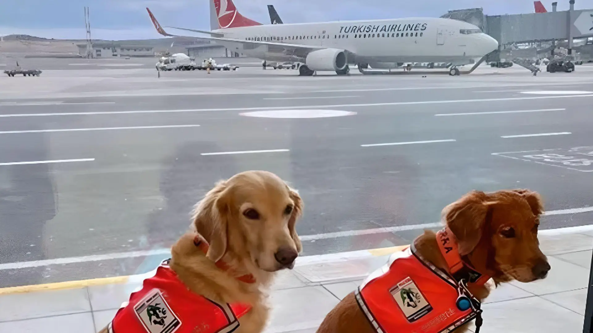 Two Golden Retriever's waiting to fly with Turkish Airlines