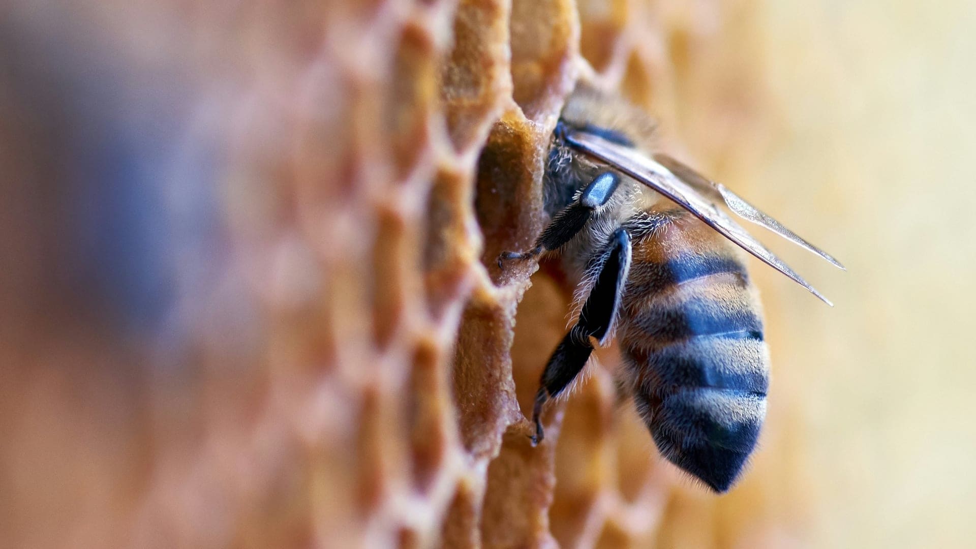 Hotel review Sustainability' - Thornbury Castle - 2