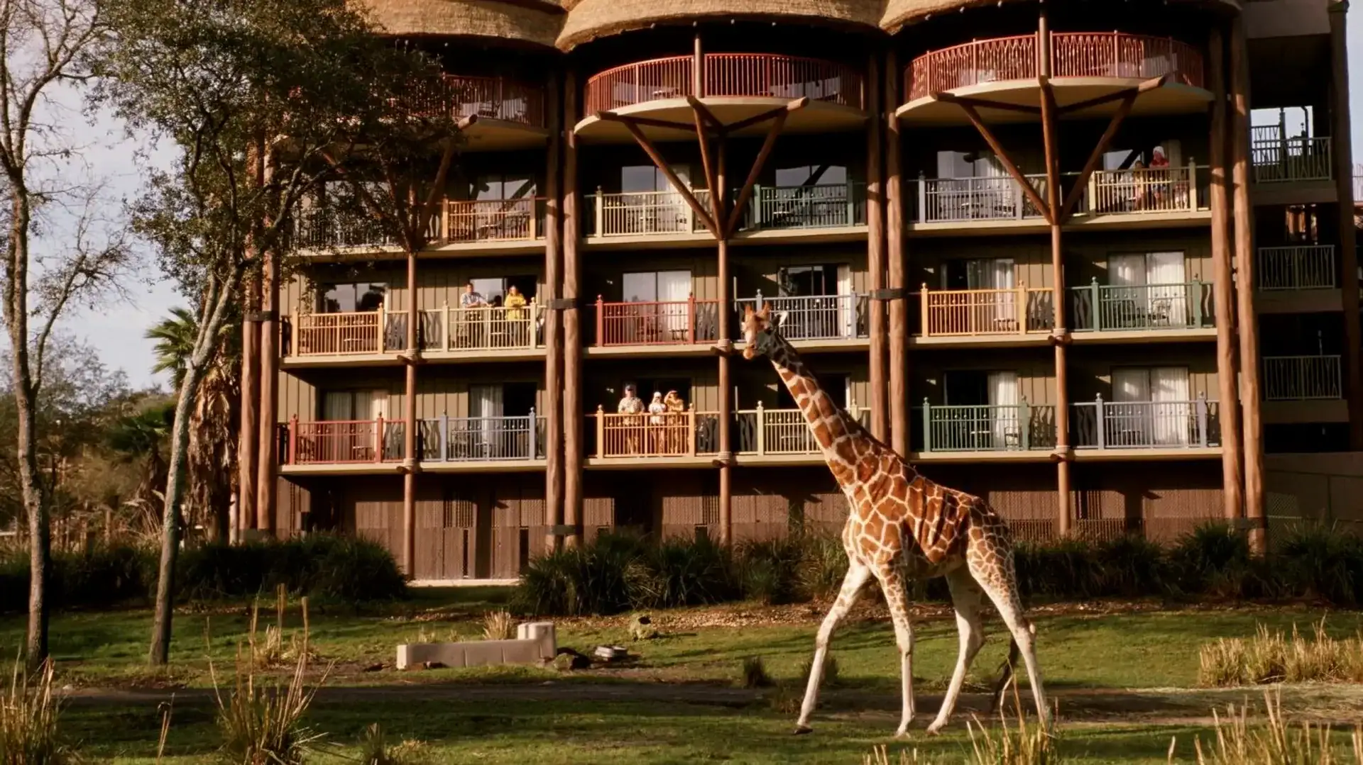 Disney’s Animal Kingdom Lodge a giraffe
