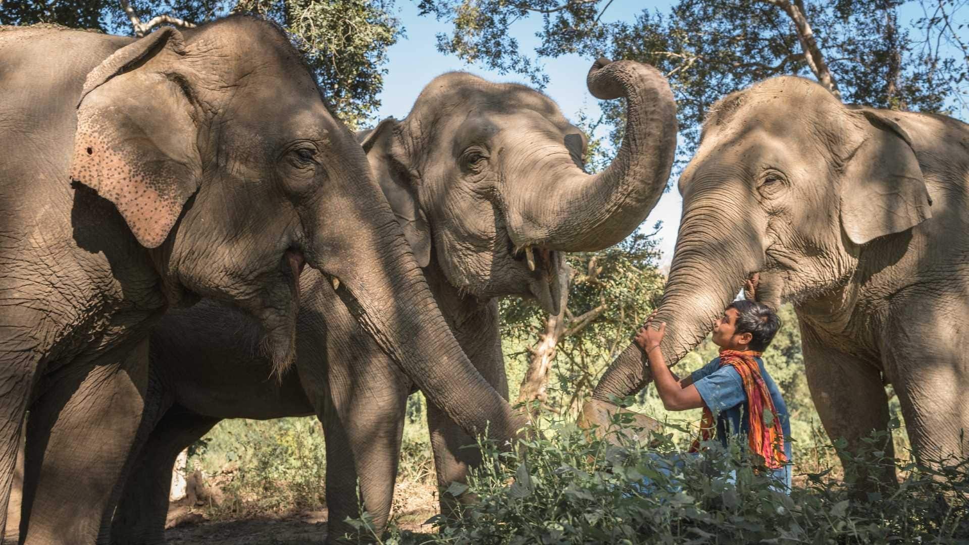 Hotel review What We Love' - Anantara Golden Triangle Elephant Camp & Resort - 0