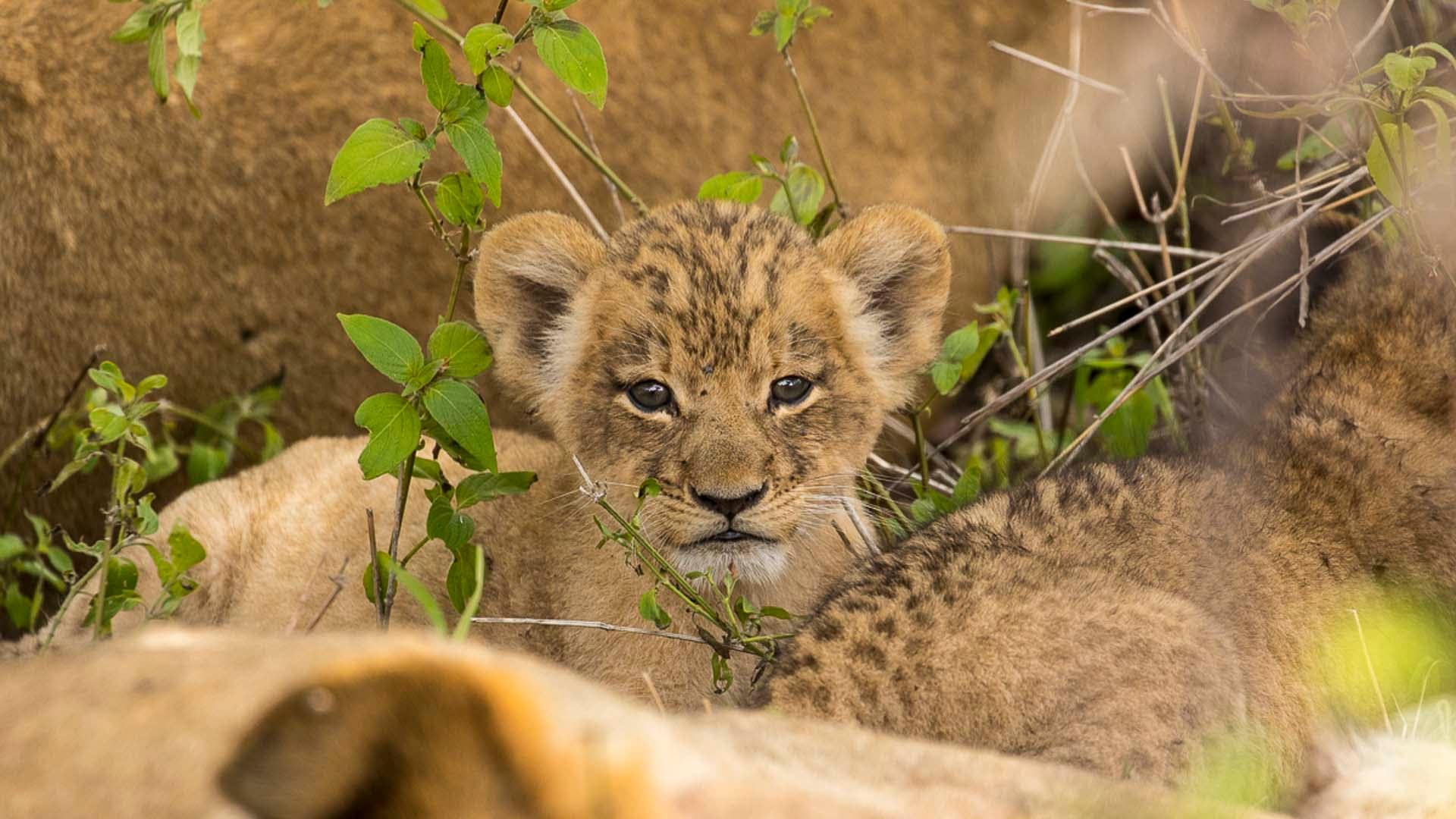 Hotel review Service & Facilities' - Sabi Sabi Private Game Reserve  - 8