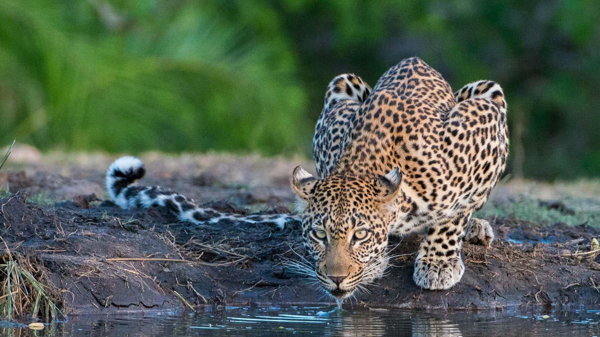 Hotel review Service & Facilities' - Sabi Sabi Private Game Reserve  - 7