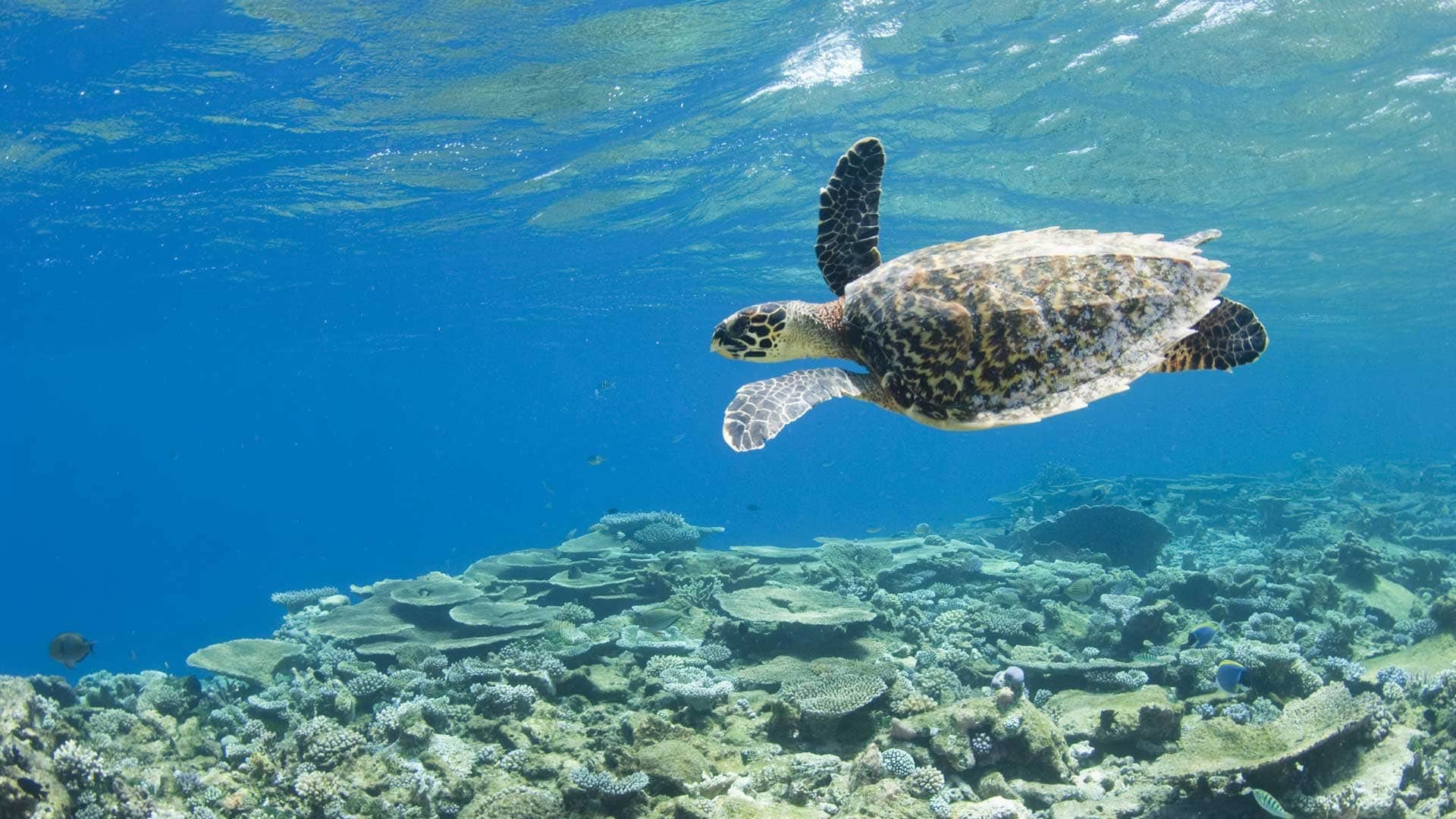 Hotel review Service & Facilities' - Park Hyatt Maldives Hadahaa - 3