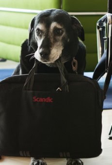 Sveriges mest beresta hund går i pension