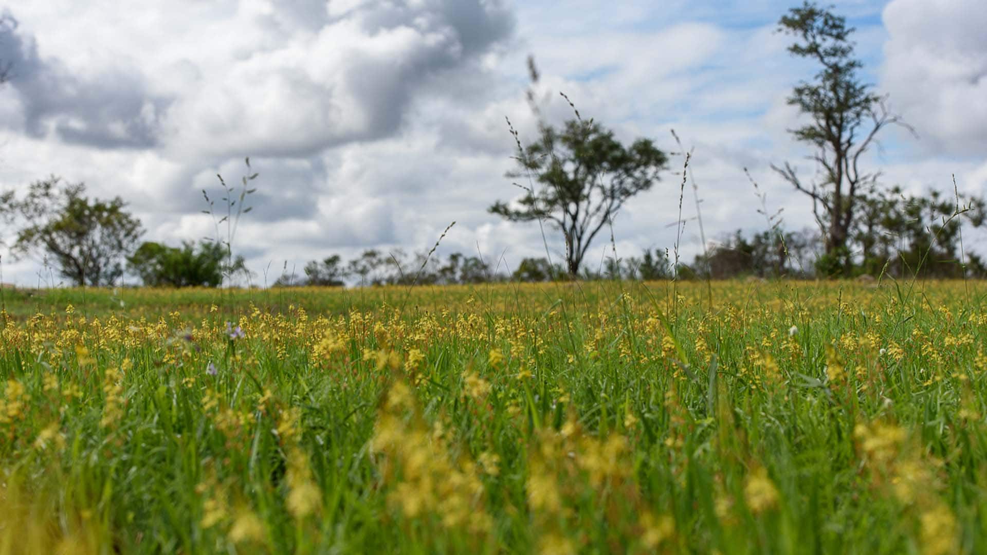 Hotel review Sustainability' - Sabi Sabi Private Game Reserve  - 0