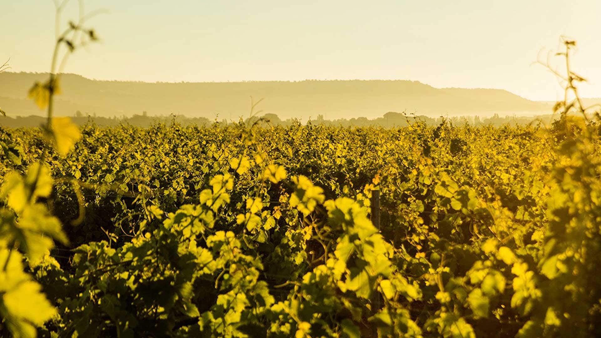 Hotel review What We Love' - Abadia Retuerta LeDomaine - 1