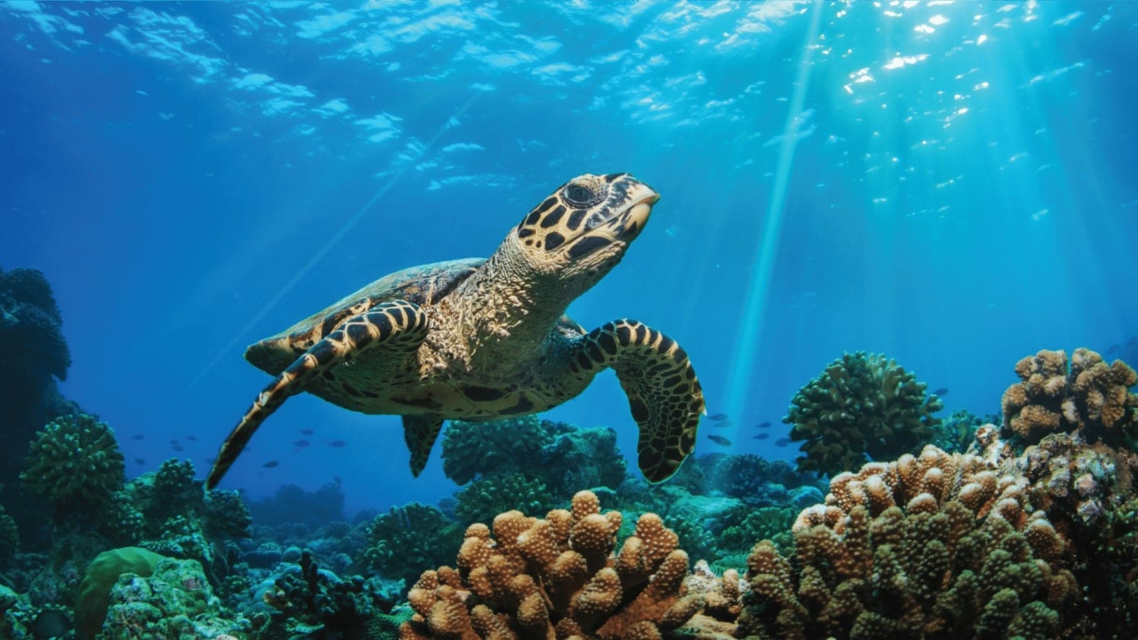 Hotel review Sustainability' - Waldorf Astoria Maldives Ithaafushi - 0