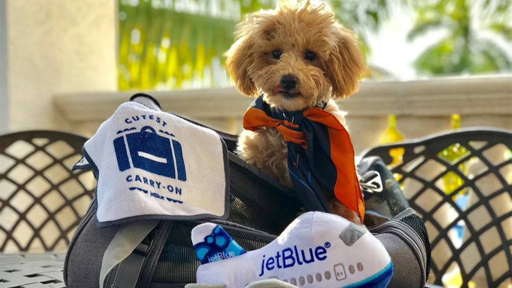 Petite dog waiting in travel bag for a fligth