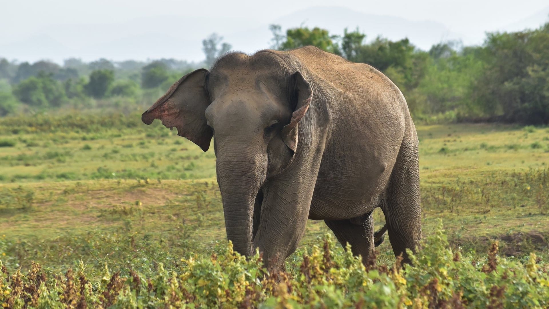 Destinations Articles - Sri Lanka Travel Guide