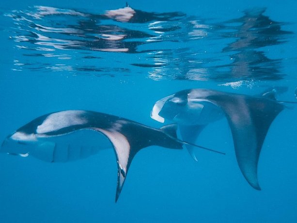 Verified hotel review - The Nautilus Maldives - 71