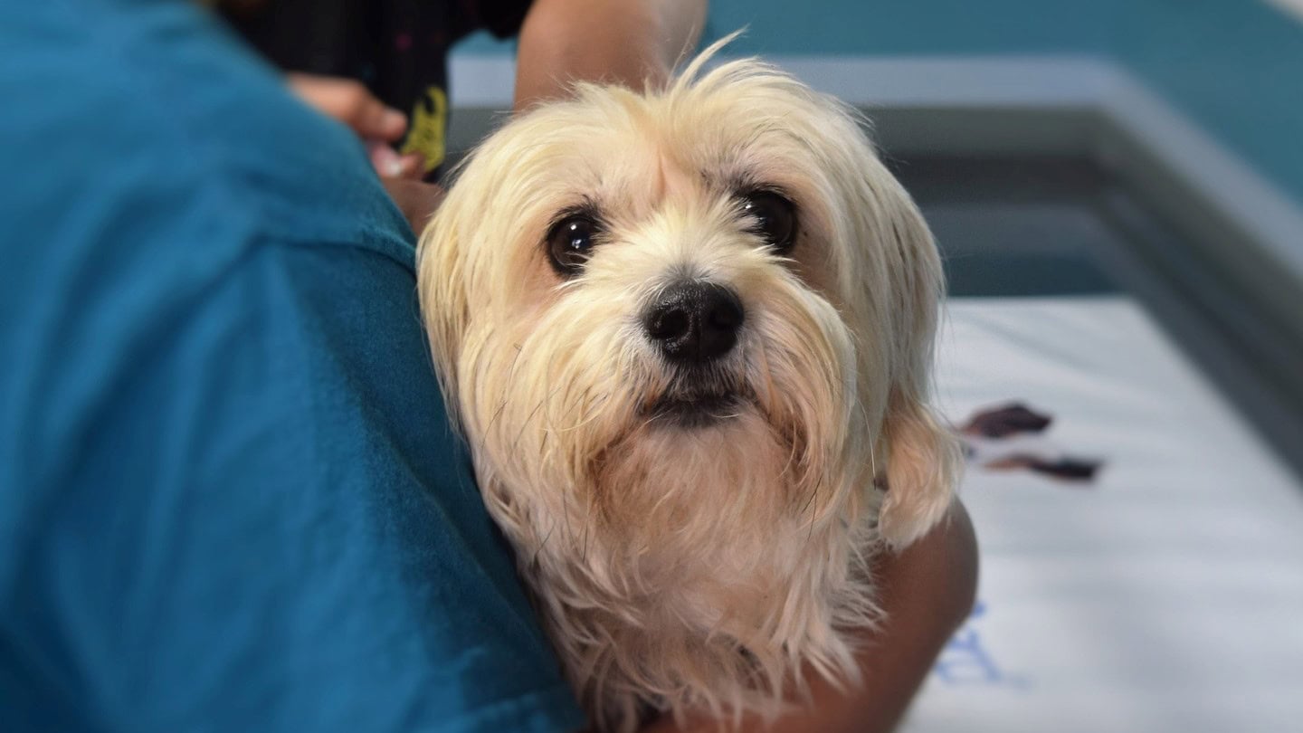Cute looking dog beside owner
