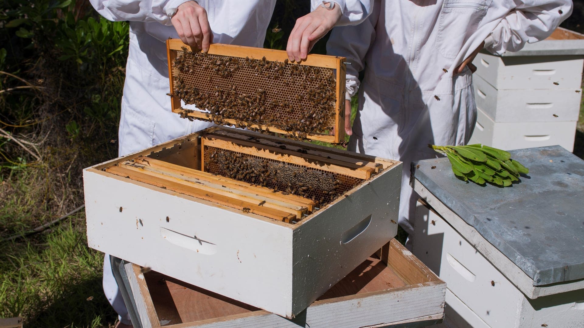 Hotel review Sustainability' - The Brando - 2