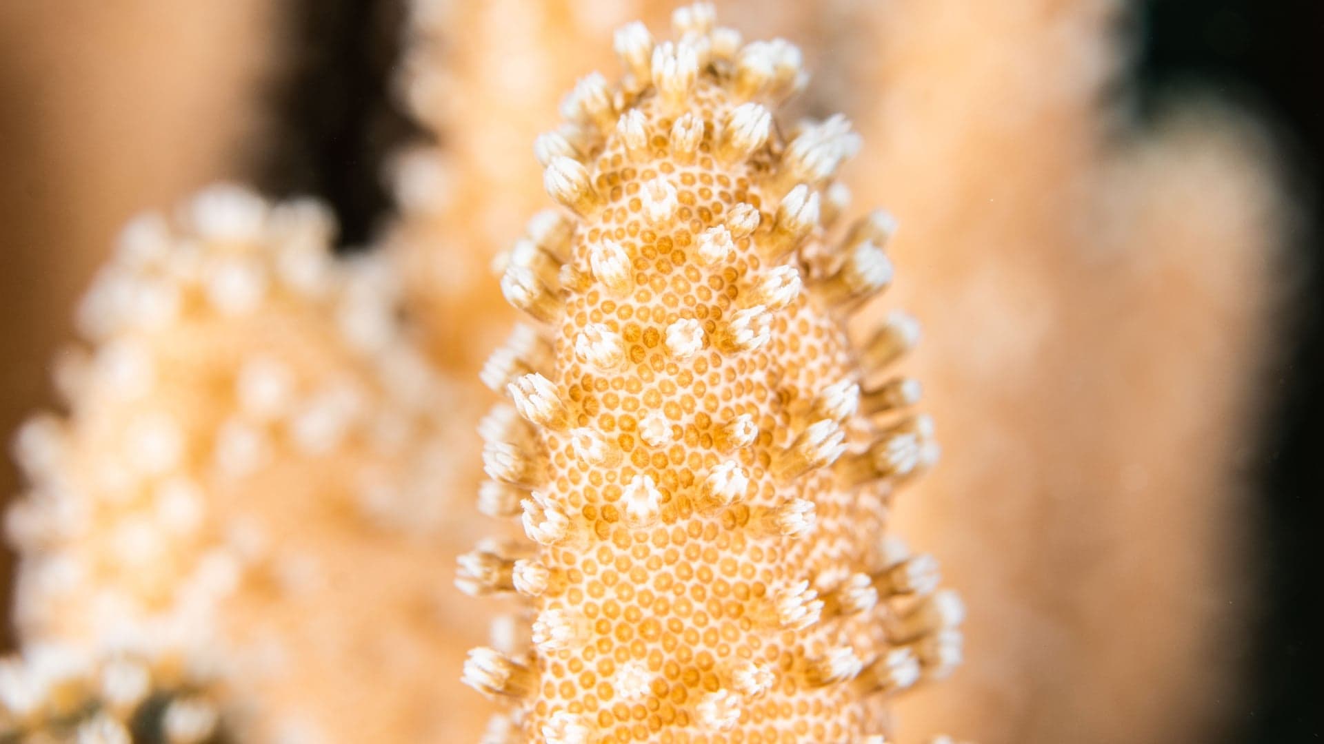 Lifestyle Toplists - The Best Coral Dive Sites in Maldives