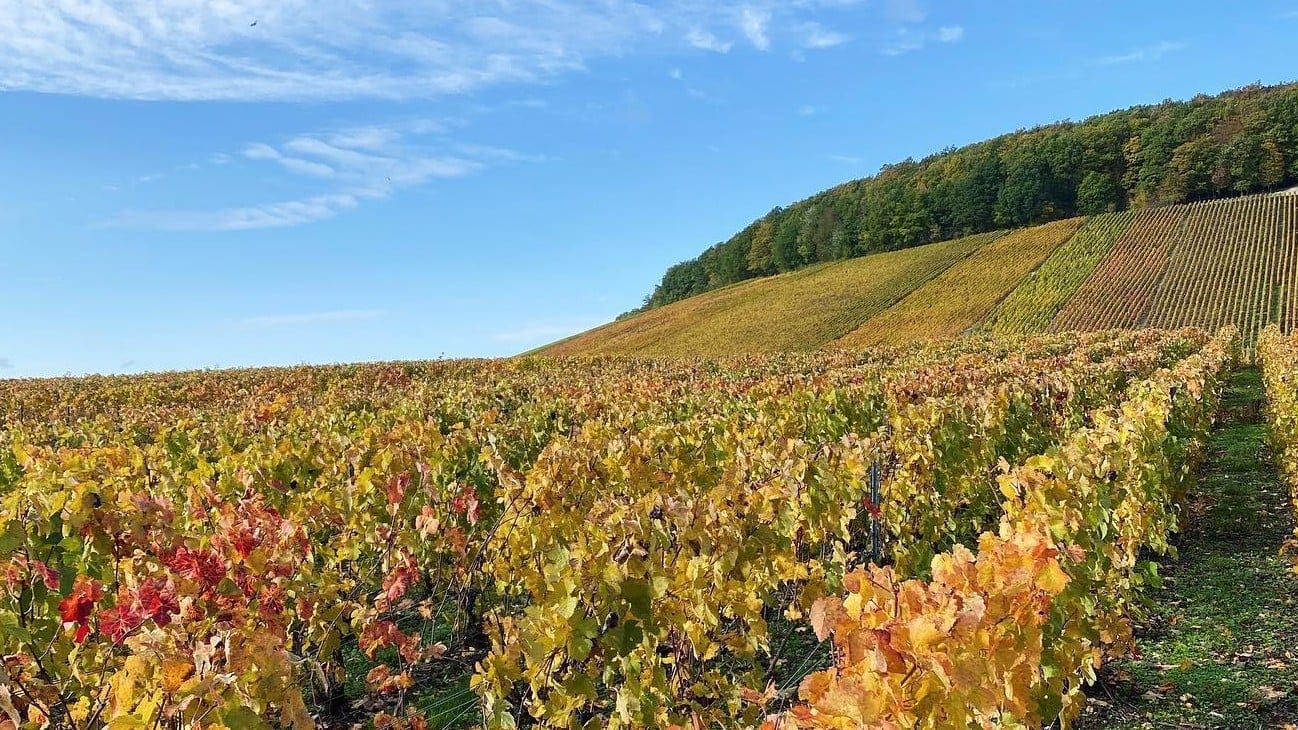 Airlines News - SAS upgrades Champagne offering to “Special Club”