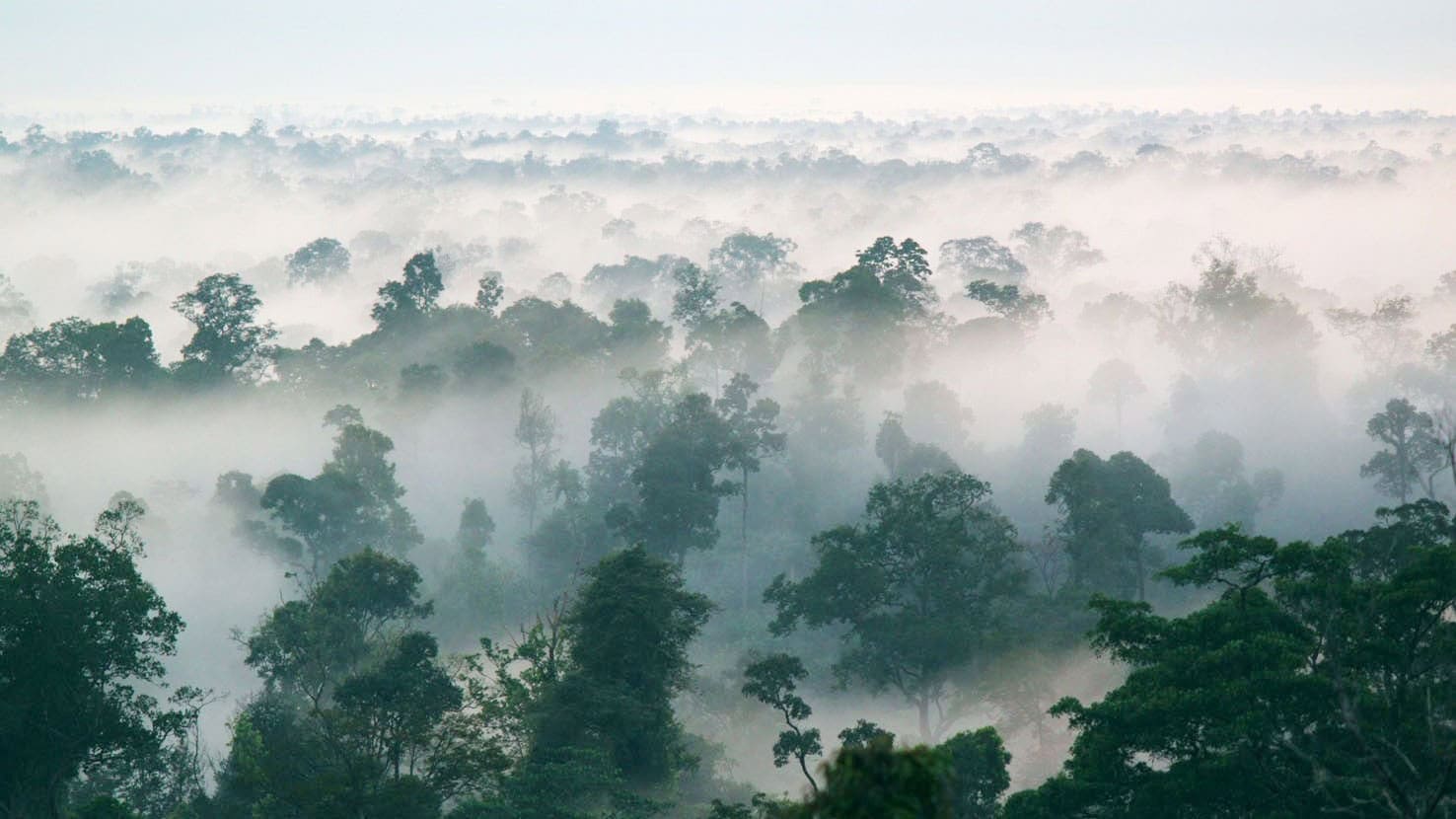 Airline review Sustainability - Singapore Airlines - 0