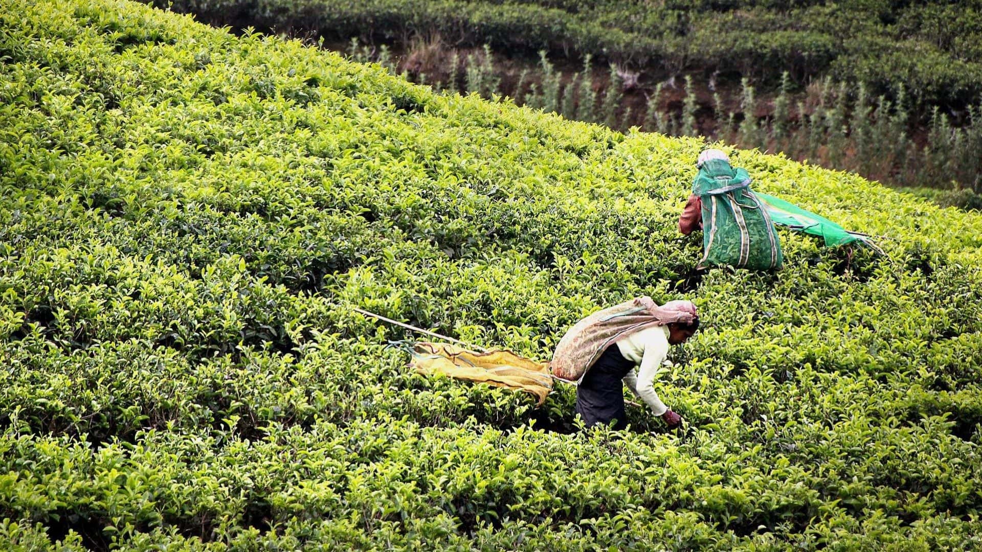 tea-harvest-2132767_1920_Large_.jpg