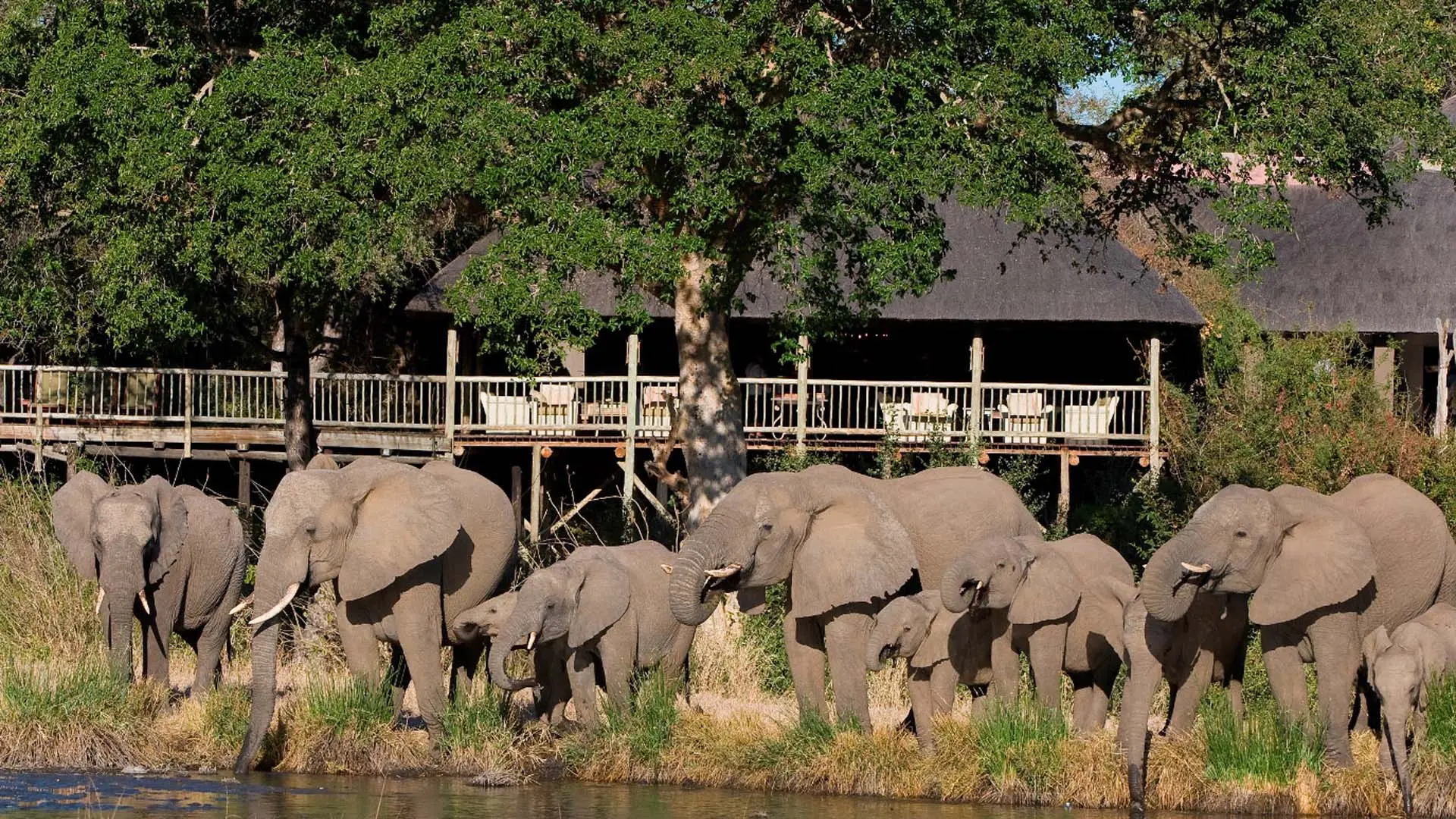 Review of Sabi Sabi Private Game Reserve - 9