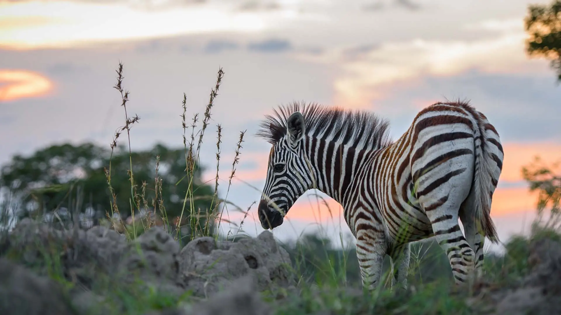Hotel review Service & Facilities' - Sabi Sabi Private Game Reserve  - 9