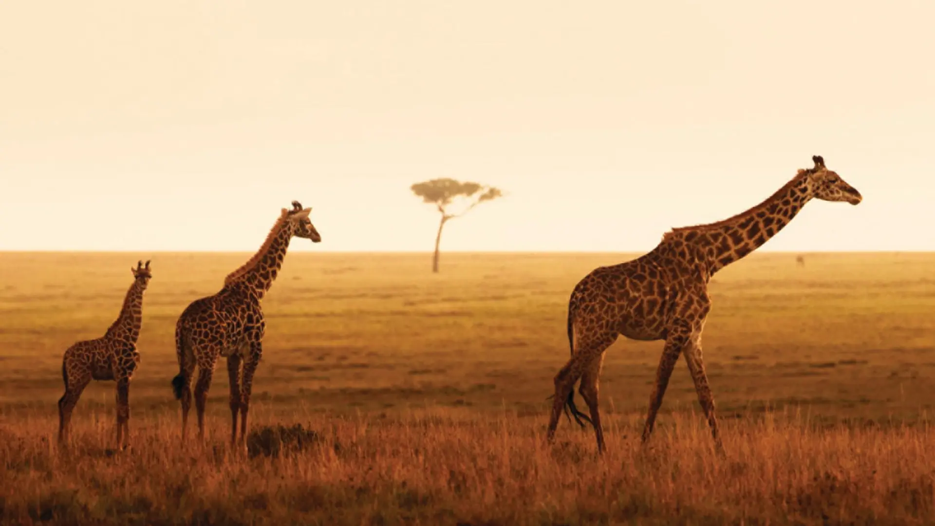 Review of Four Seasons Safari Lodge Serengeti - 7