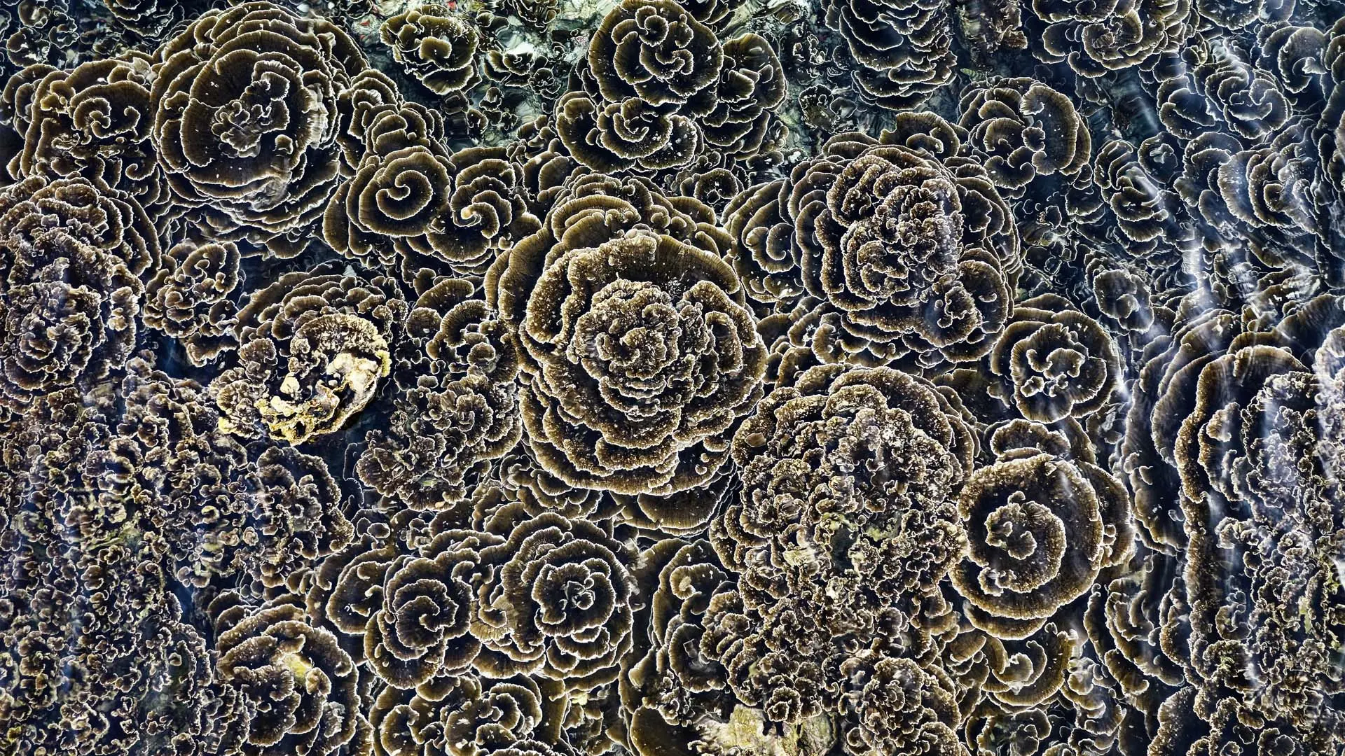 Hotel review Sustainability' - Paradise Island Resort & Spa - 0