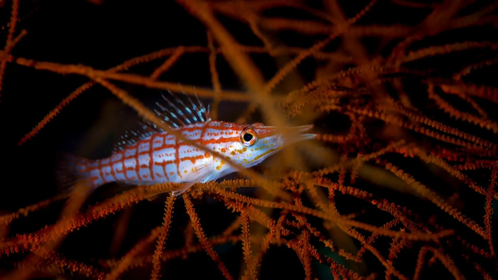 Hotel review Service & Facilities' - COMO Cocoa Island - 11