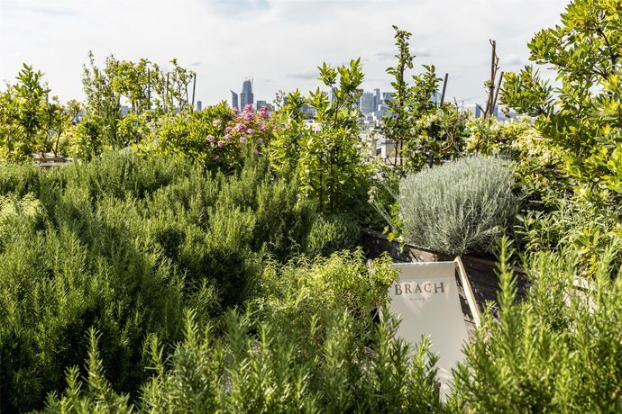 Brach Paris - Evok Collection - 58