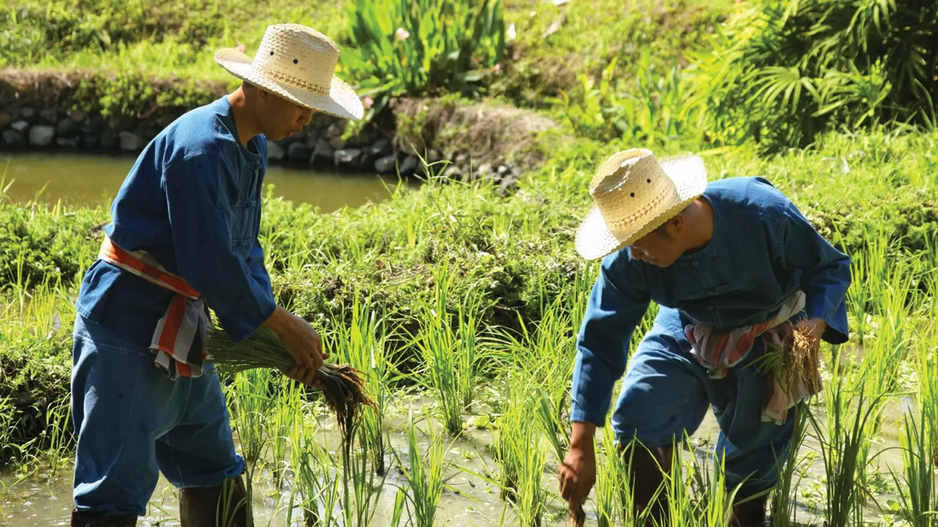 Review of Four Seasons Resort Chiang Mai - 9