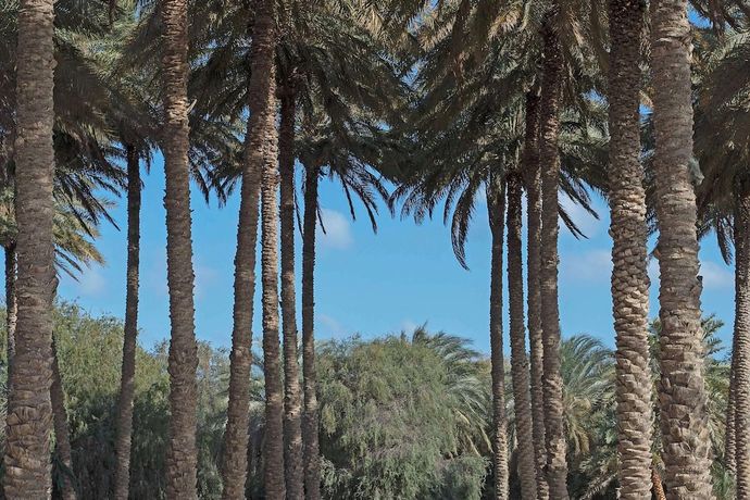 Anantara Sir Bani Yas Island Al Yamm Villa Resort