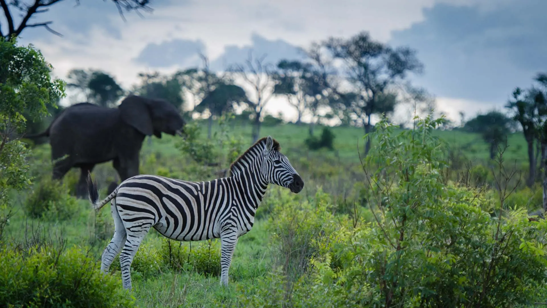 Hotel review Service & Facilities' - Sabi Sabi Private Game Reserve  - 4