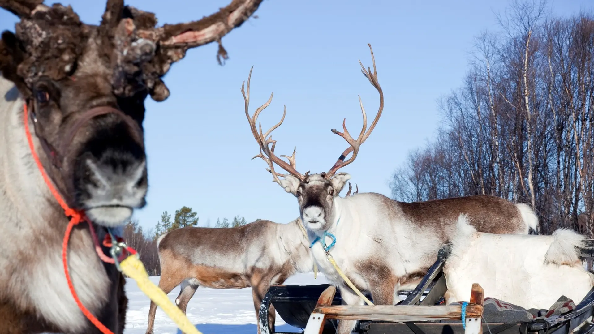 Hotel review Service & Facilities' - Kakslauttanen Arctic Resort - Igloos and Chalets - 18