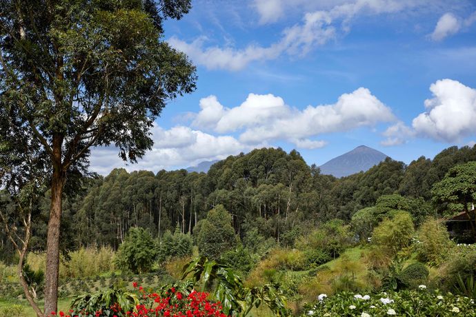 Verified hotel review - One&Only Gorilla's Nest - 18