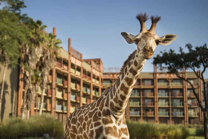 Verified hotel review - Disney's Animal Kingdom Lodge - 18
