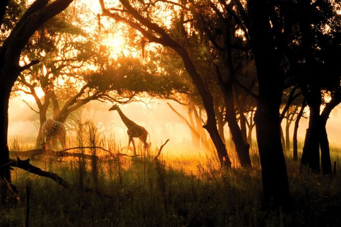 Verified hotel review - Disney's Animal Kingdom Lodge - 22