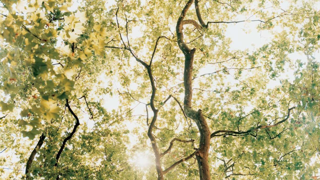 Hotel review Sustainability' - COMO Metropolitan London - 0