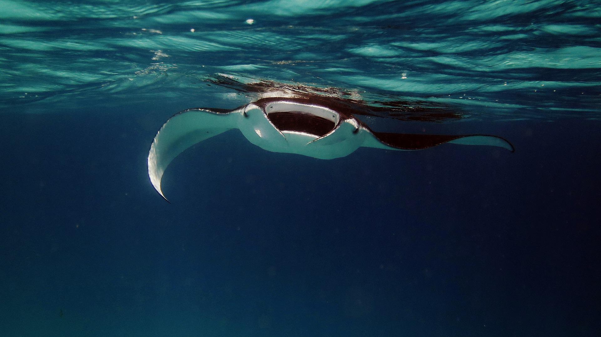 1-Rasdhoo_Madivaru_Ari_Atoll-manta.jpg