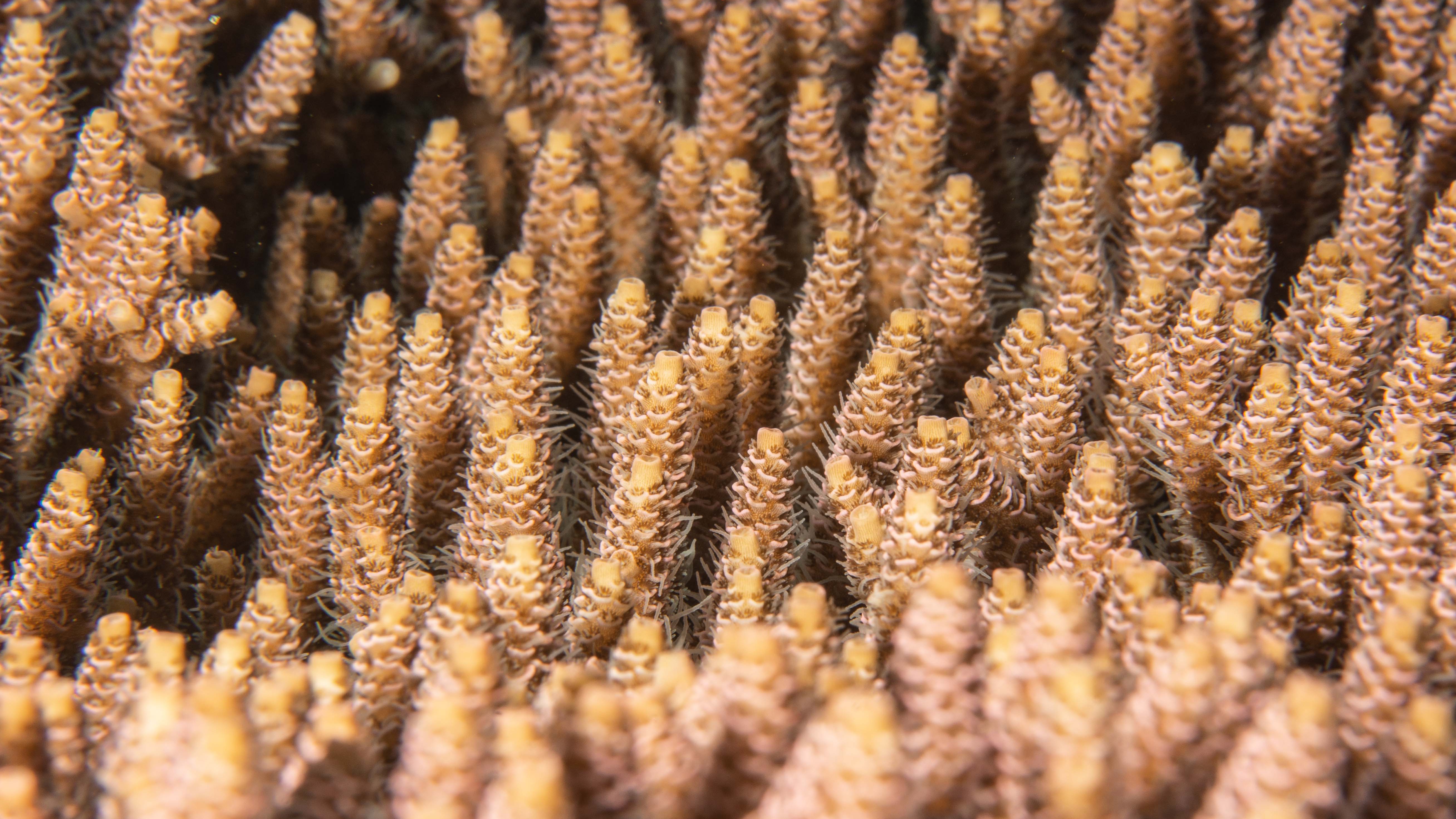 Lifestyle Toplists - The Best Coral Dive Sites in Maldives