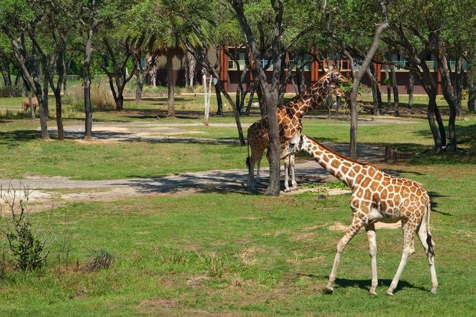 Verified hotel review - Disney's Animal Kingdom Lodge - 20