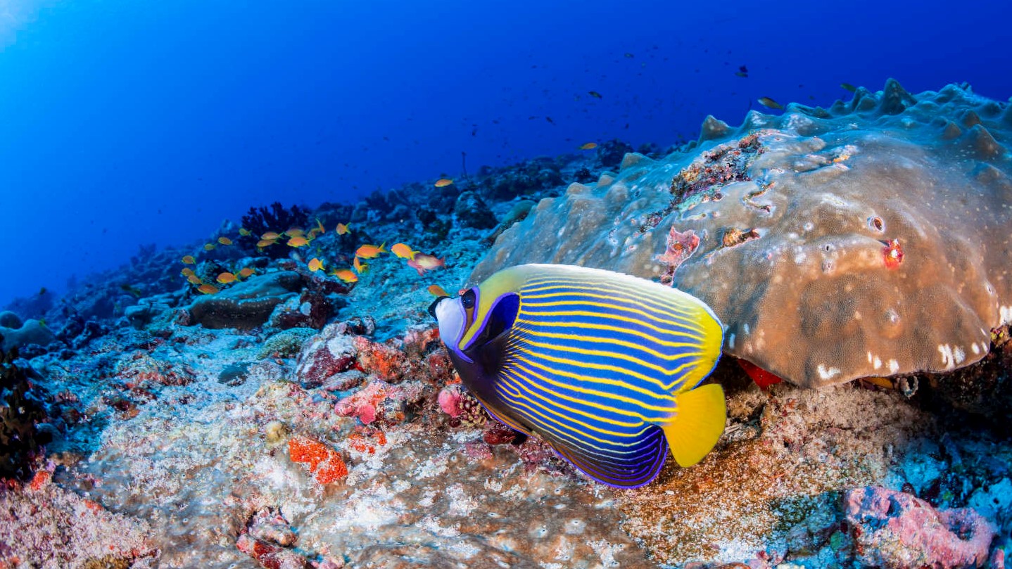9-Maaya_Thila_North_Ari_Atoll-Emperor-Angelfish-WS.jpg