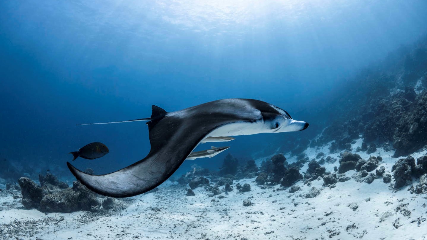 12-Lankan_Reef_North_Mal__Atoll-Maalifushi_Manta-RayWS.jpg