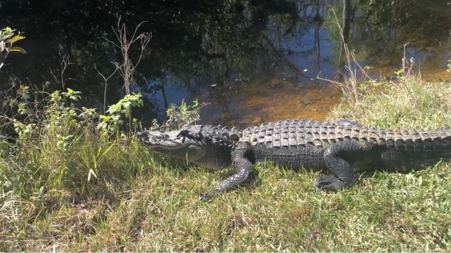 Alligator.PNG