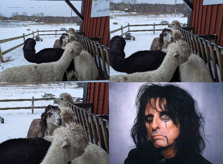 Alpaca-cooper.jpg