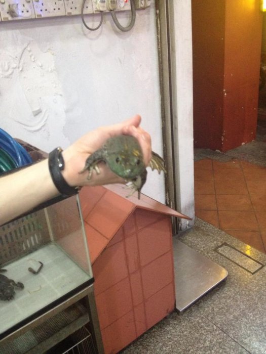 Frog.jpg